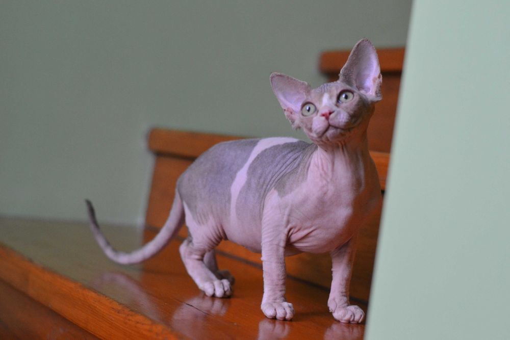 Котенок  канадского сфинкса