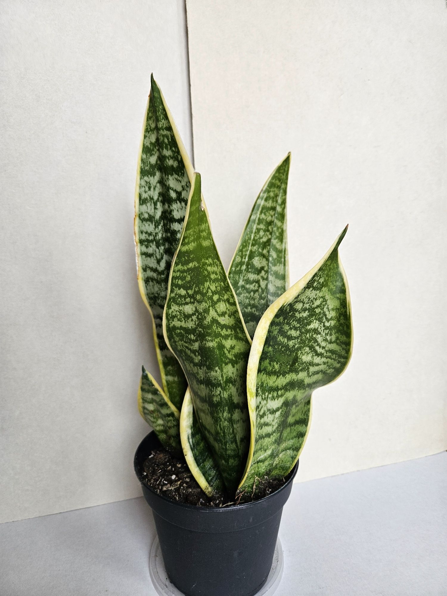 Planta Espada de São Jorge Vaso 14 cm