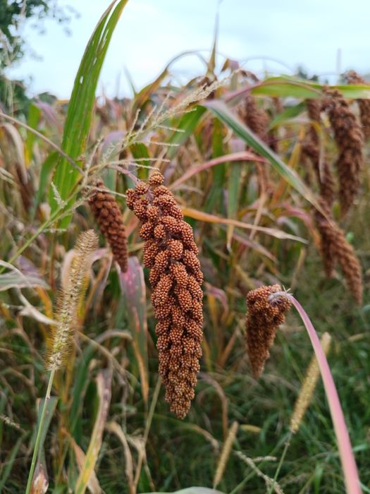 Sprzedam proso senegalskie czerwone 10kg piękne kłosy