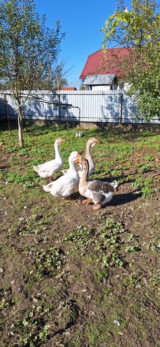 Сільгосп тварини гуси