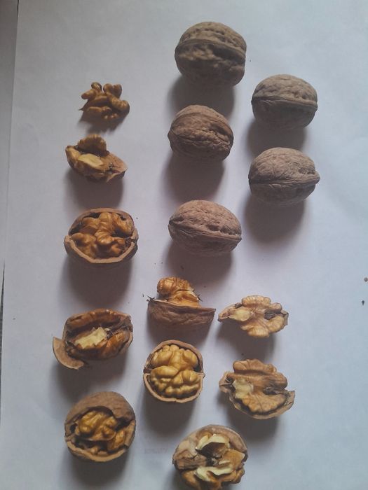 Продаётся грецкий орех