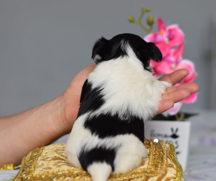 Міні бівер Йорк дівчинка