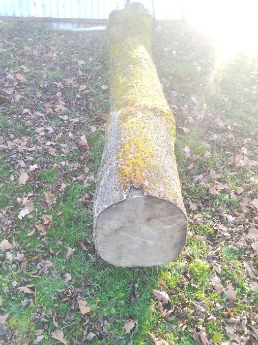 Продам Ясіня  не дешево