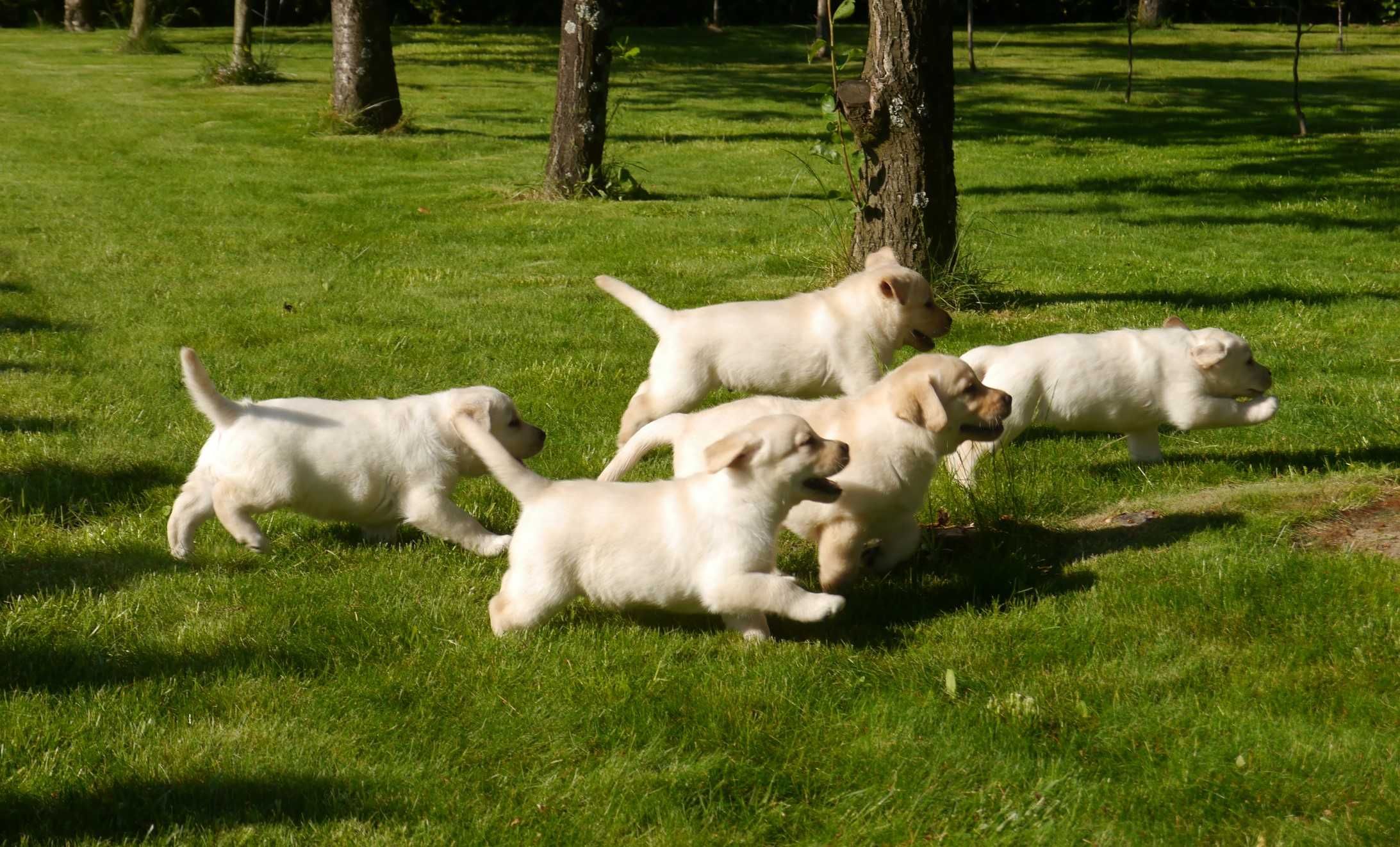 Labrador retriever - biszkoptowa suczka z rodowodem [FCI]