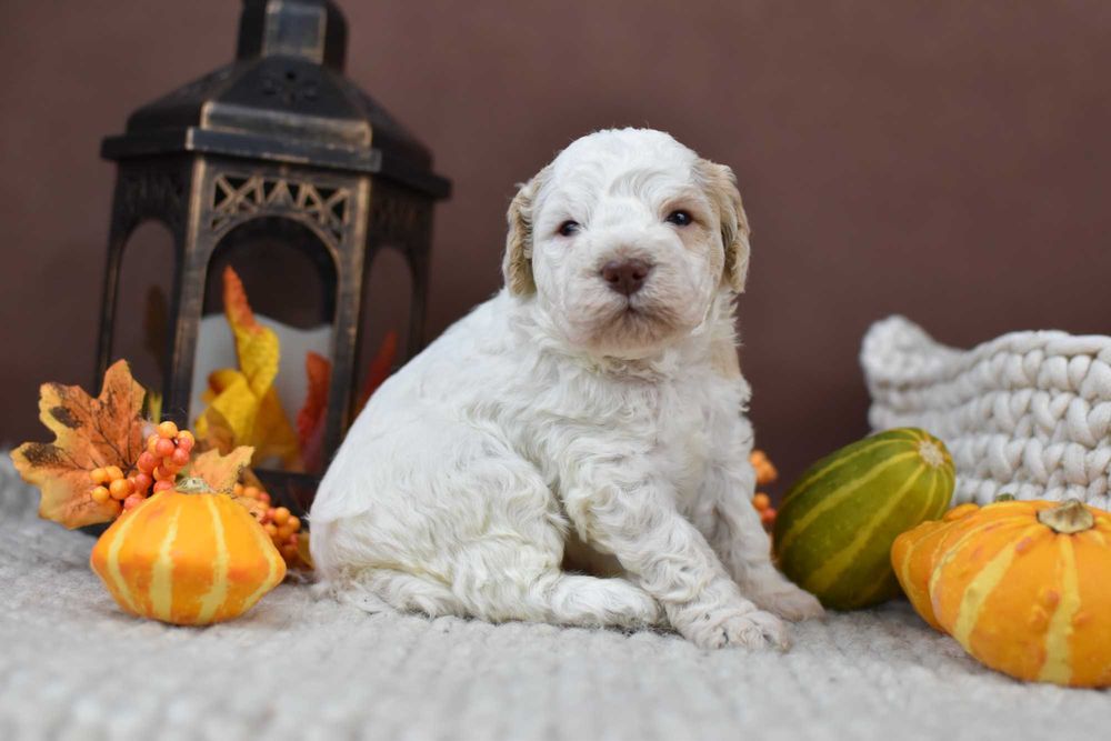 Lagotto Romagnolo- Szczenięta ZKwP