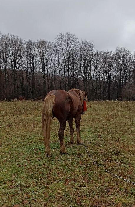 Продам. жеребця.