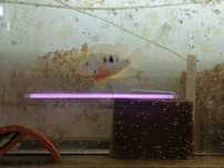 Thorichthys ellioti