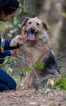 Alf w typie terierka do adopcji