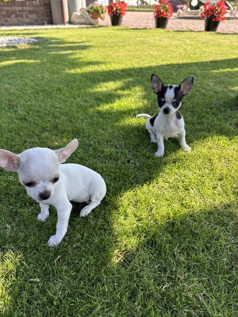 Szczeniak chihuahua