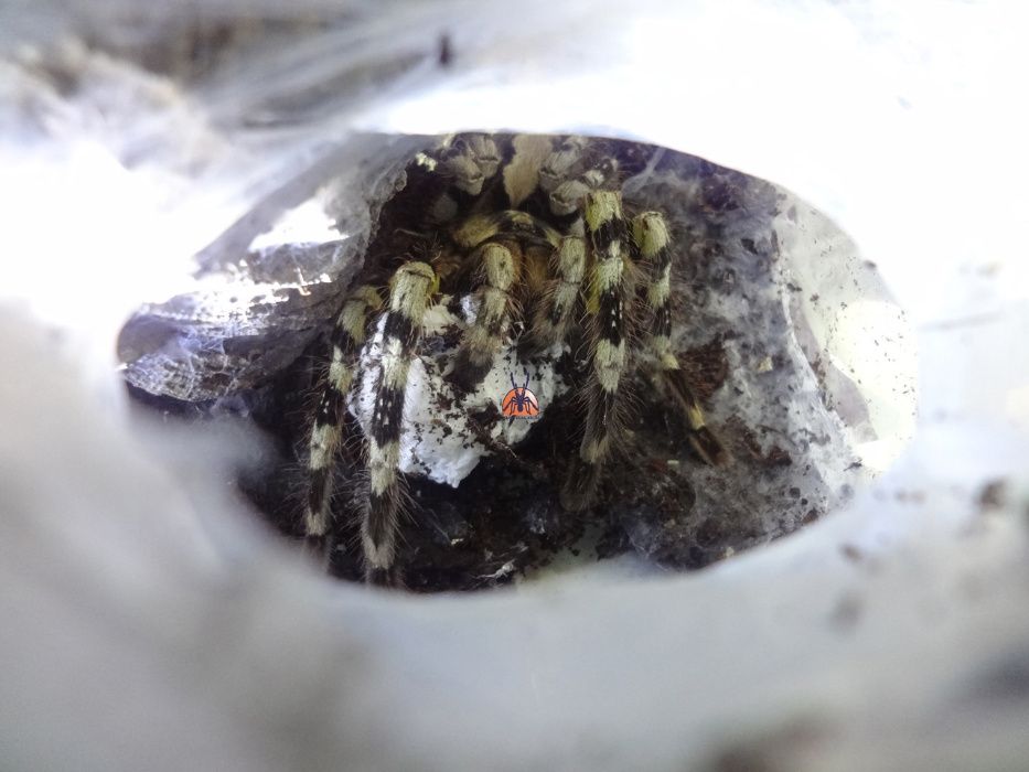 Паук Poecilotheria hanumavilasumica "ЯД!", самка!