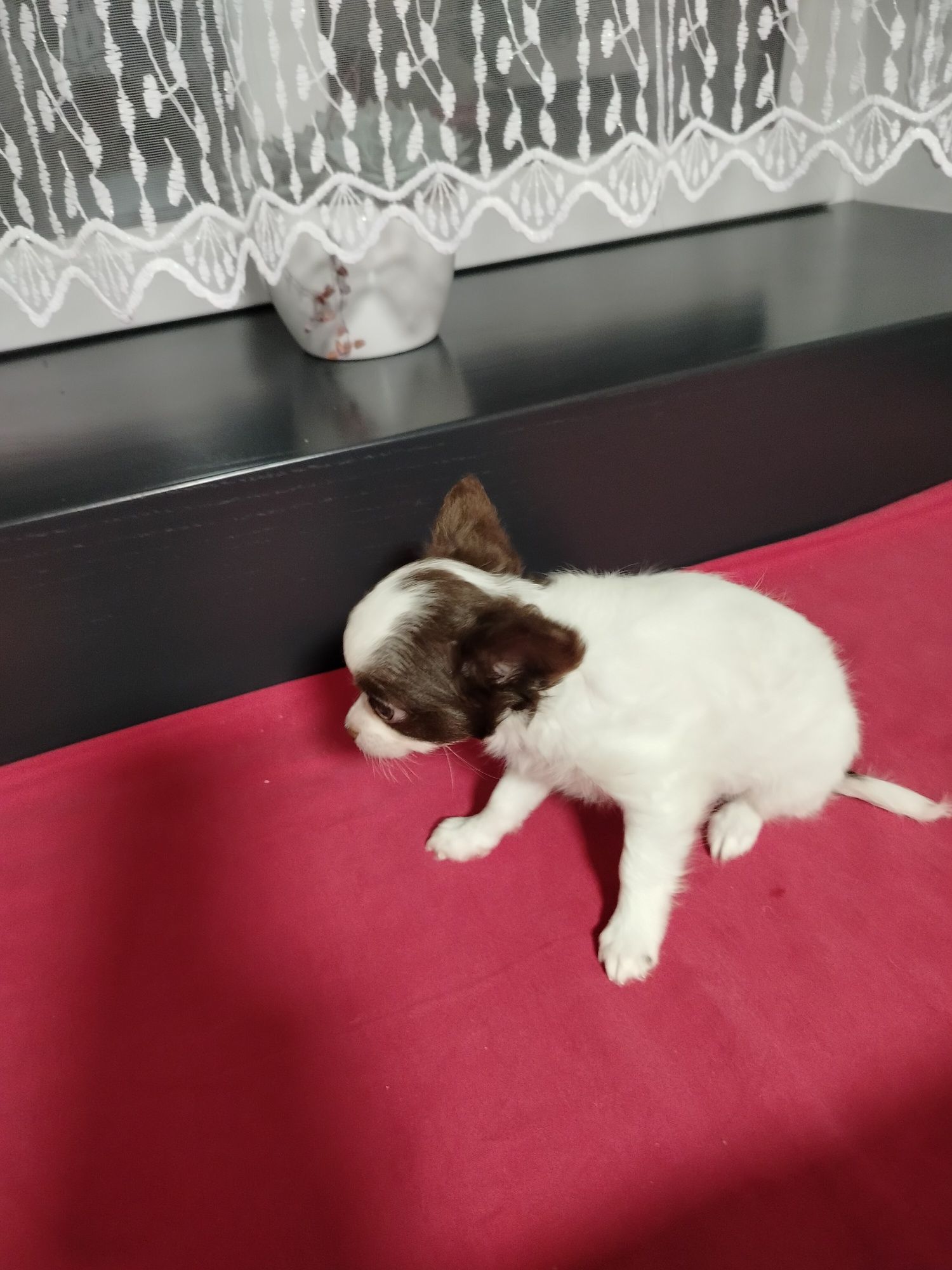 Chihuahua piesek