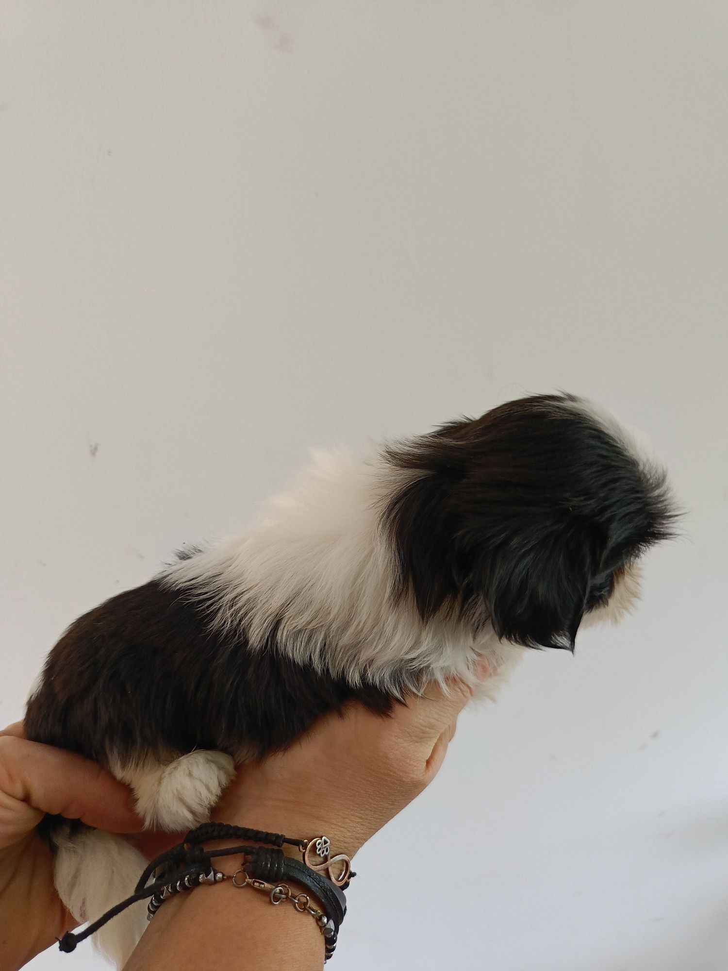 Suczka czarno biała Shih Tzu