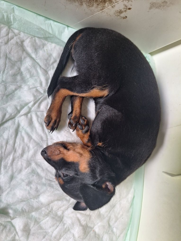 Cão Pincher em Ançã