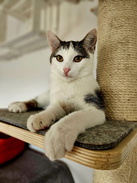 Kociak kocurek kotek kot Szuwarek biało bury