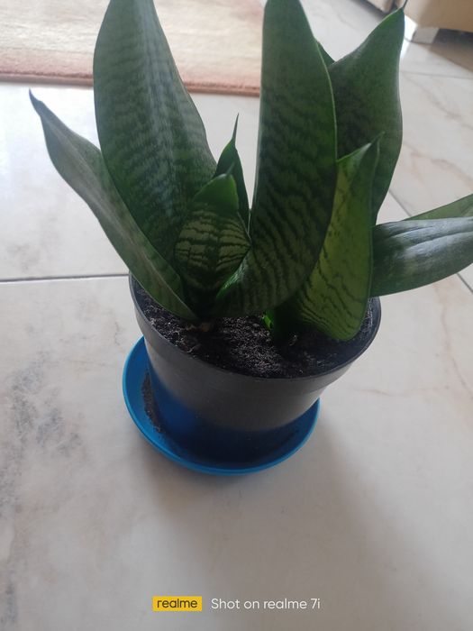 Sansewieria niska