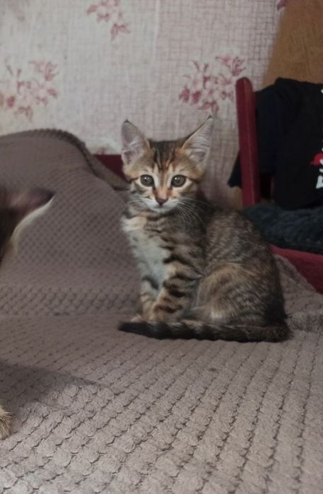 Котята 2 месяца  ,девочки ,полосатые ,пепельная