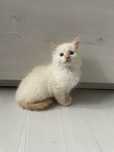 Kot Ragdoll Colorpoint Rudy Kocur