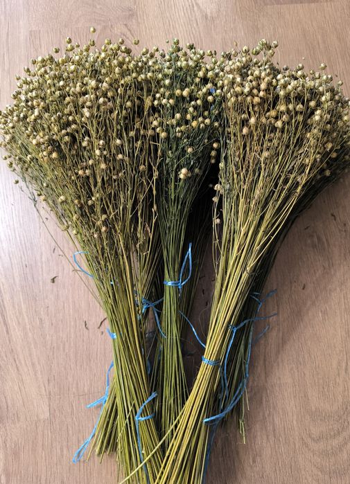 Льон колоски пшениці жита сухоцвіти для декору