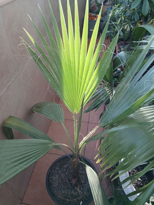 Пальма Вашингтонія та Фінікова