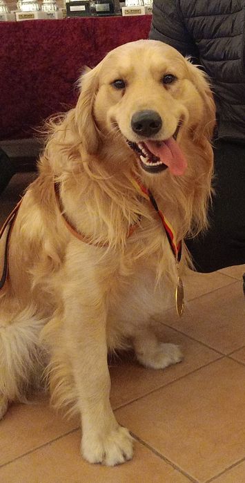 Golden Retriever po Championach