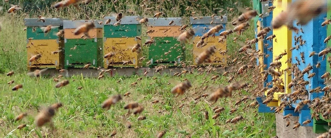 ПРОДАМ ПЧЕЛОМАТКИ Итальянскую породу ligustica,