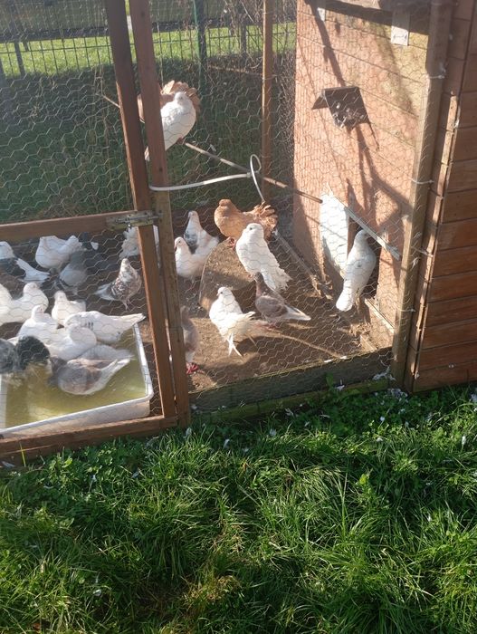 Poczta Pawie na sprzedaż