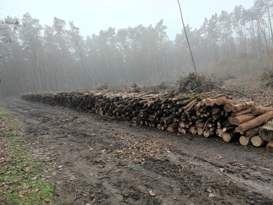 Drewno opałowe liściaste dąb/buk/brzoza