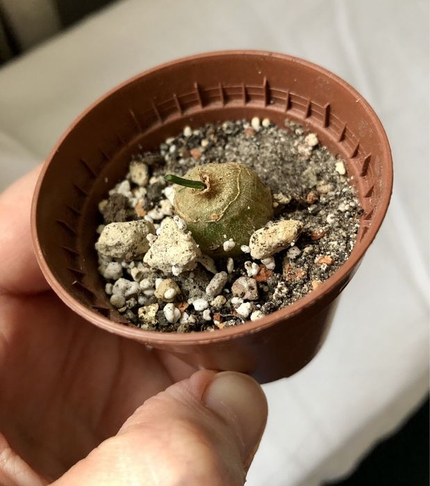 Bowiea volubilis kaudeks caudex