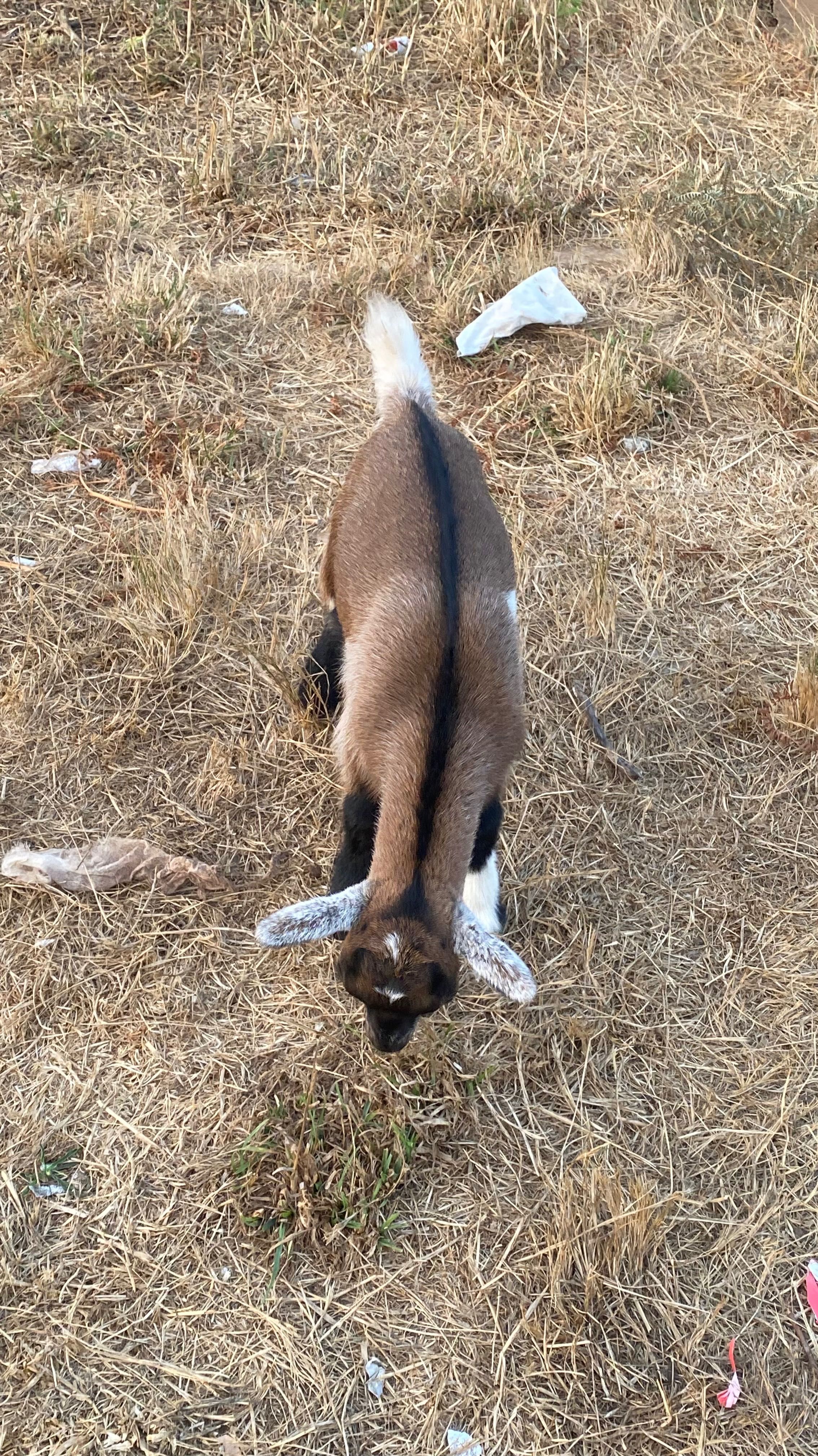 Vendo cabras amas mochas