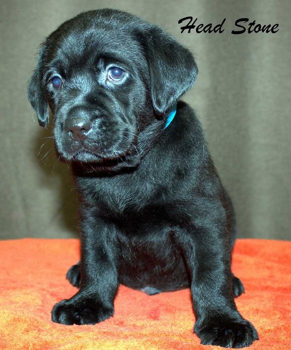 Лабрадор ретривер Клубные щенки