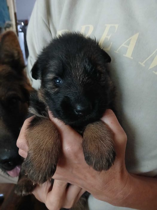 Owczarek Niemiecki Busko -Zdrój Szczeniak