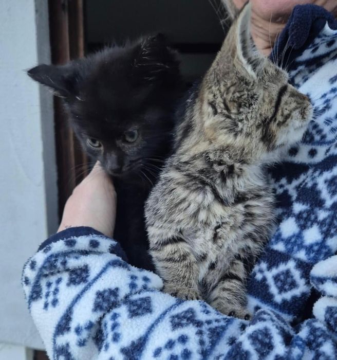 7 kociąt z lasu,błagam o pomoc,pokochaj,adoptuj,cudowne maluchy,czarny