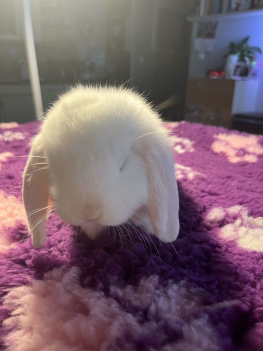 Sprzedam Mini Lop chłopec