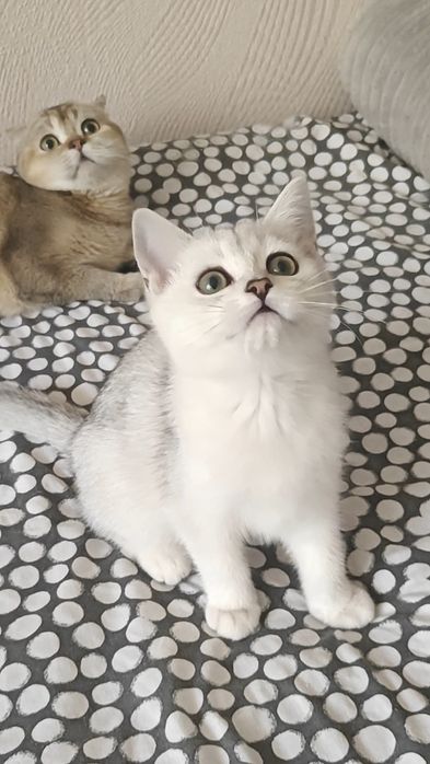 Дуже лагідні дівчинка і хлопчик сріблясті шиншили