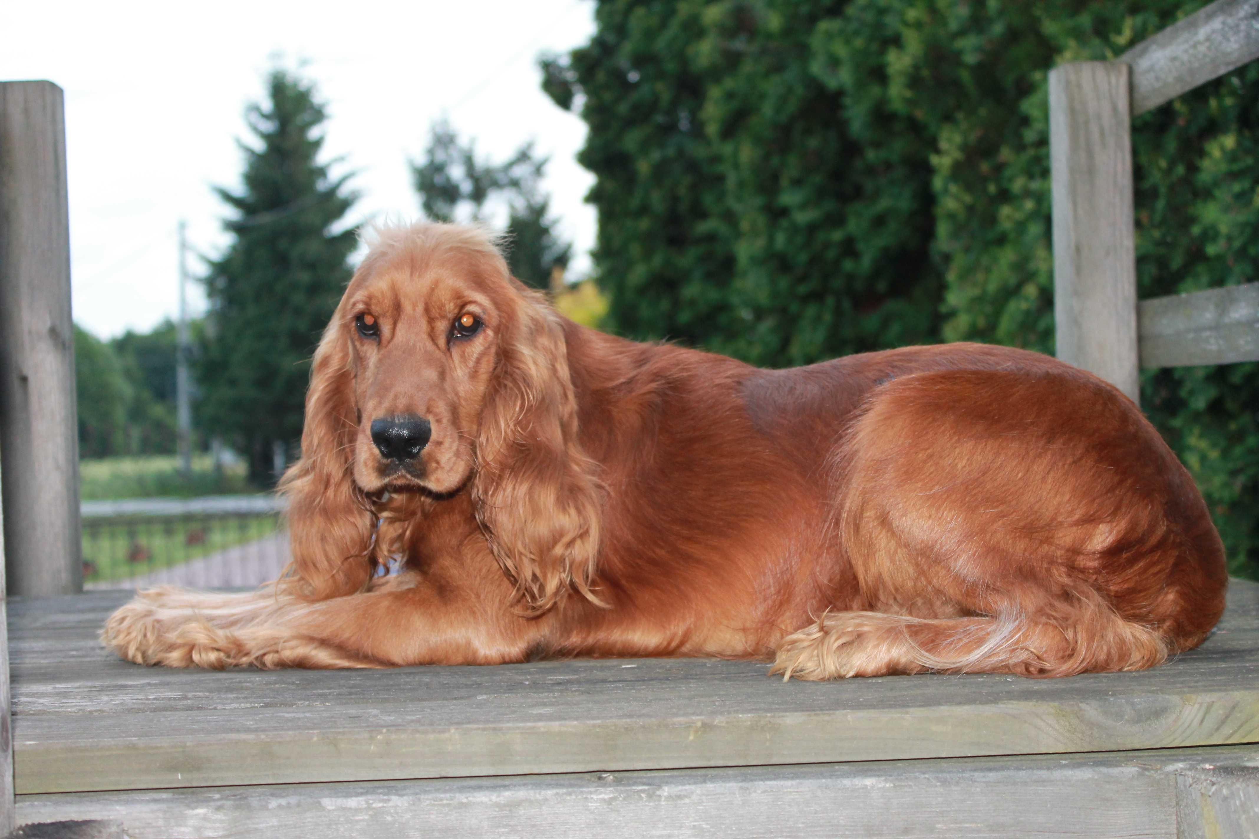 cocker spaniel piesek