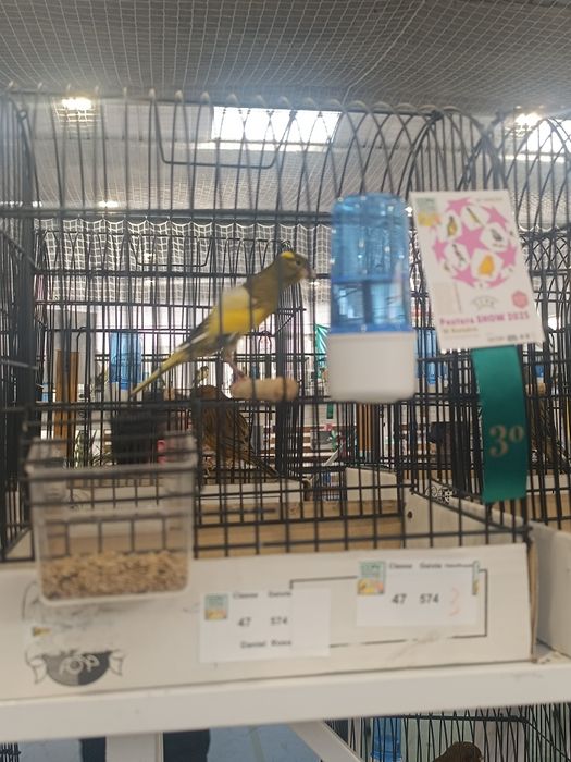 Llarguet espanhol, Fife fancy, frisado do sul