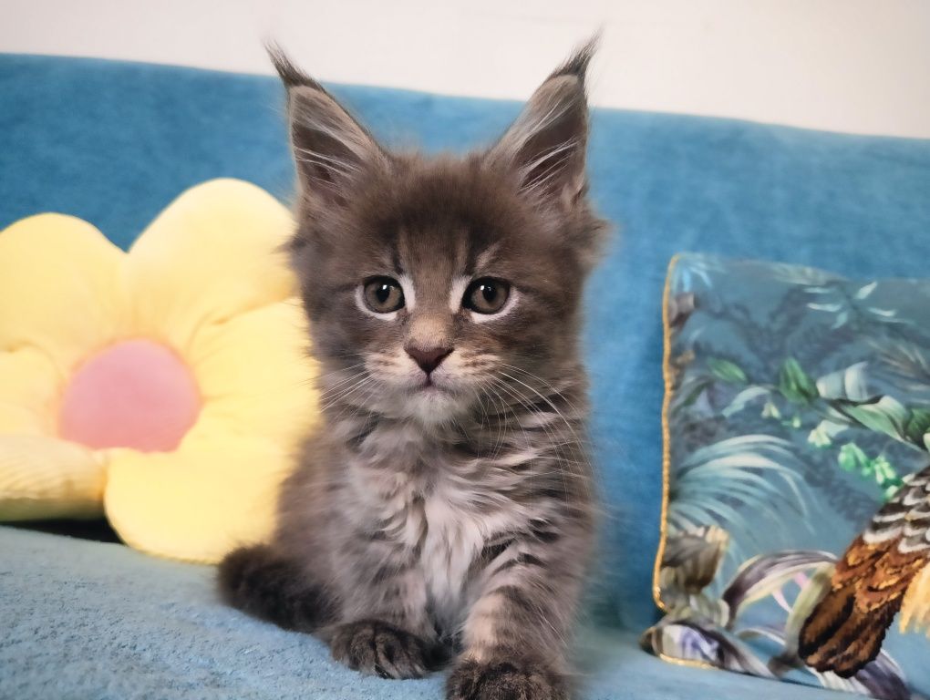Maine coon masywna niebieska pręgowana koteczka z rodowodem FPL