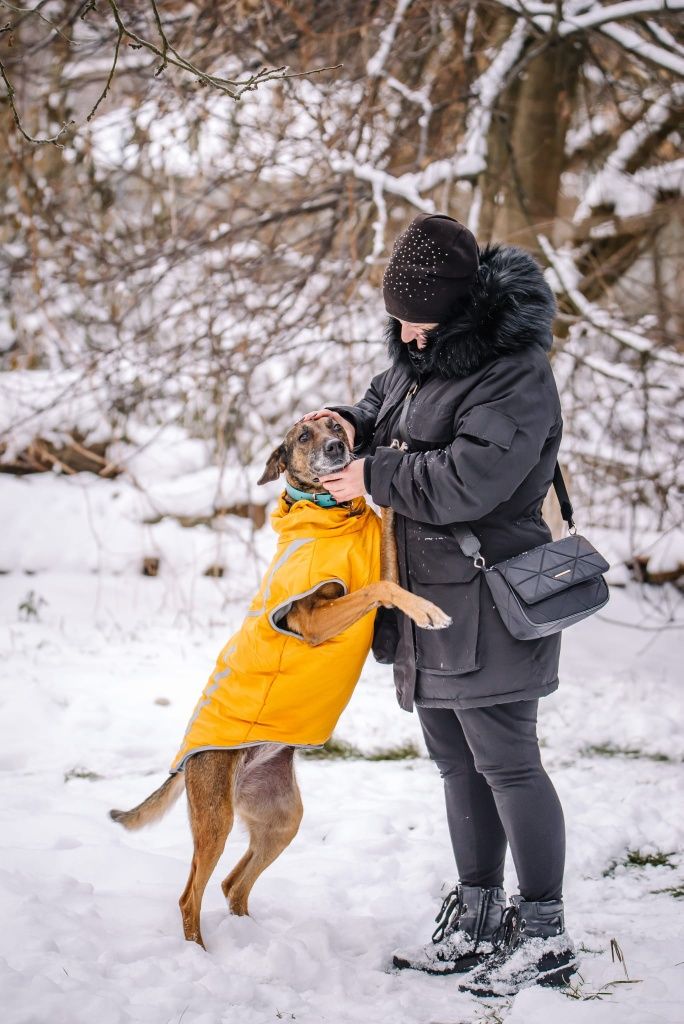 Bella w typie Belga szuka domu stałego