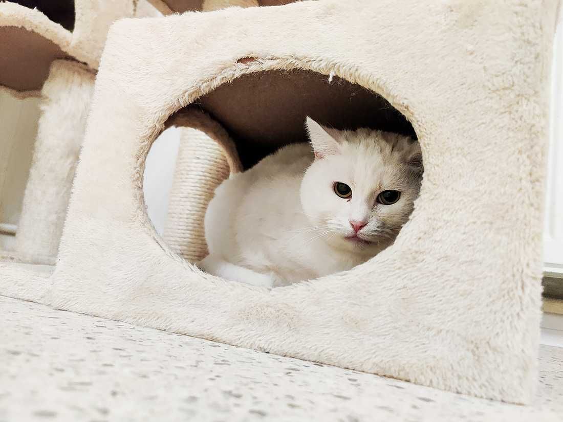 Biała kotka do adopcji