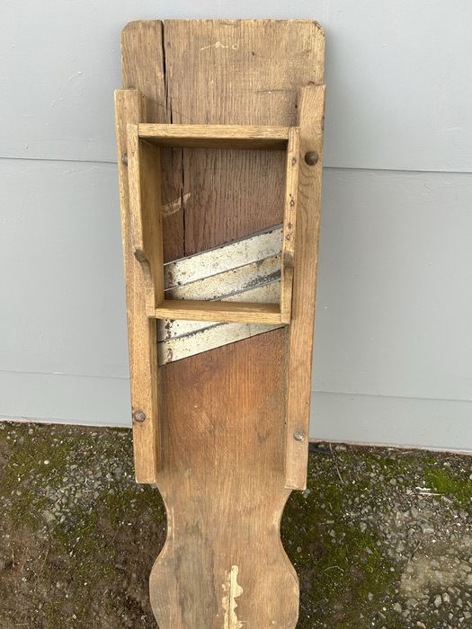 Шатківниця велика дубова