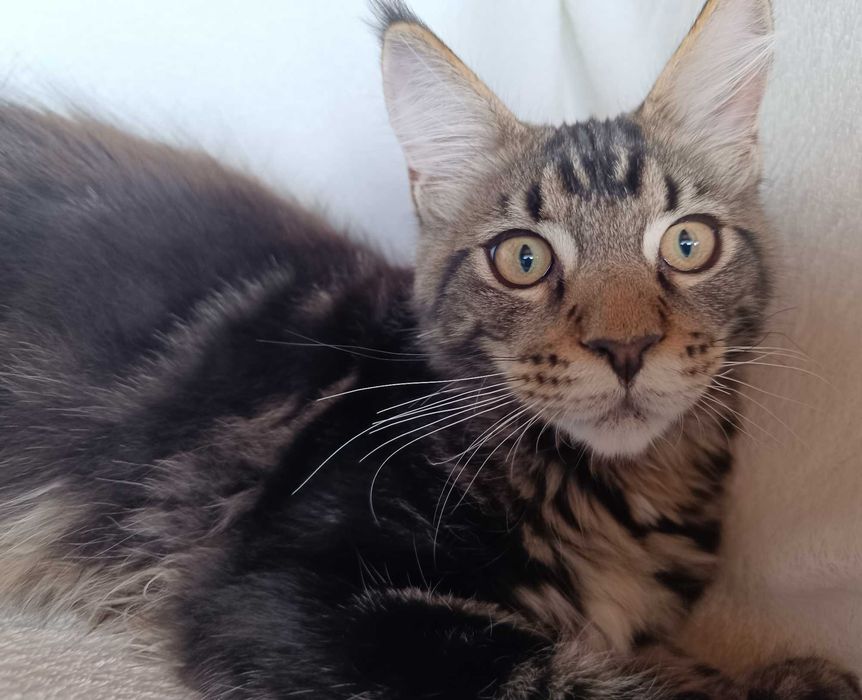 Benji Kocurek Maine Coon Czarny Klasycznie Pręgowany