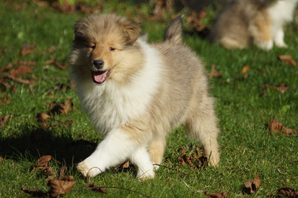 Owczarek Szkocki Długowłosy Collie Suczka