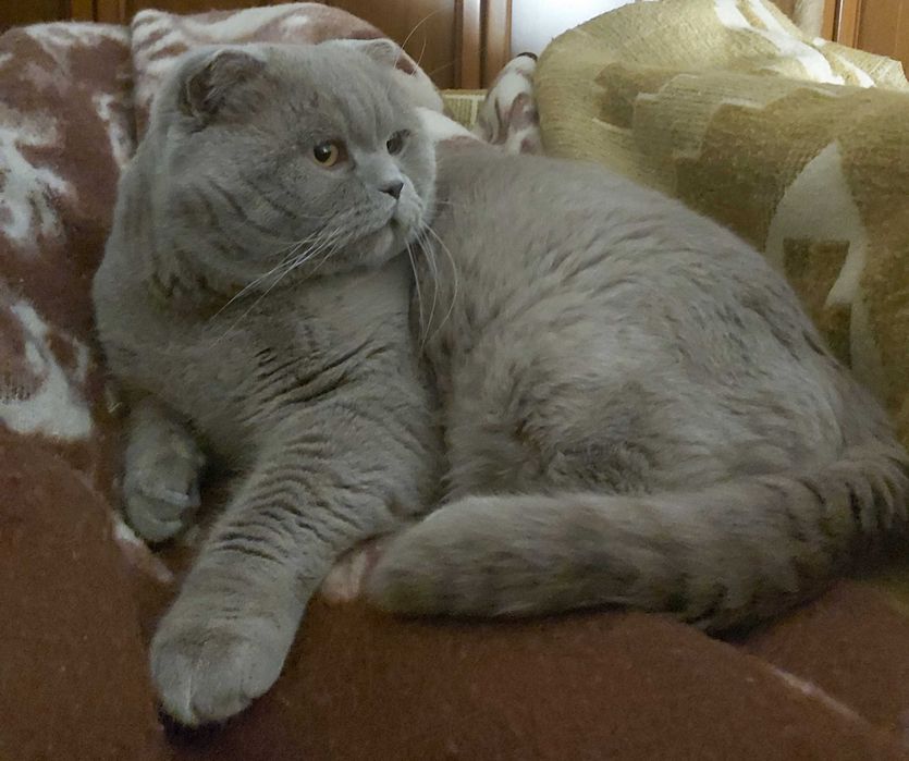 Шотландський висловухий ліловий котик