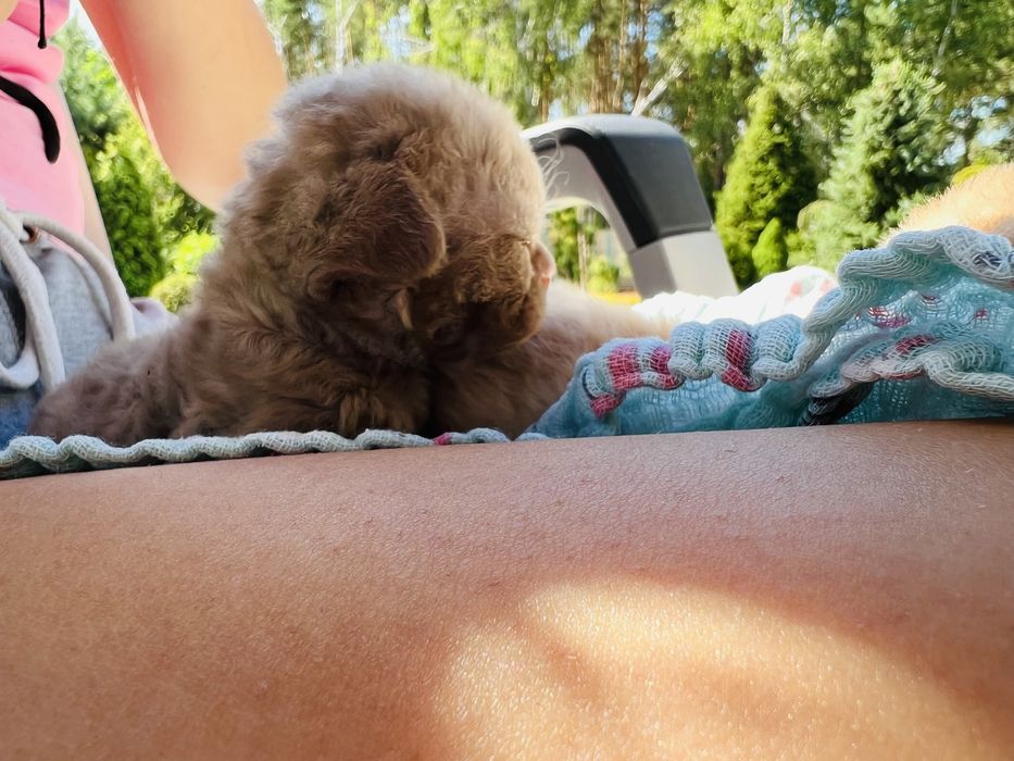 Carmen King Line - cynamonowe cudo