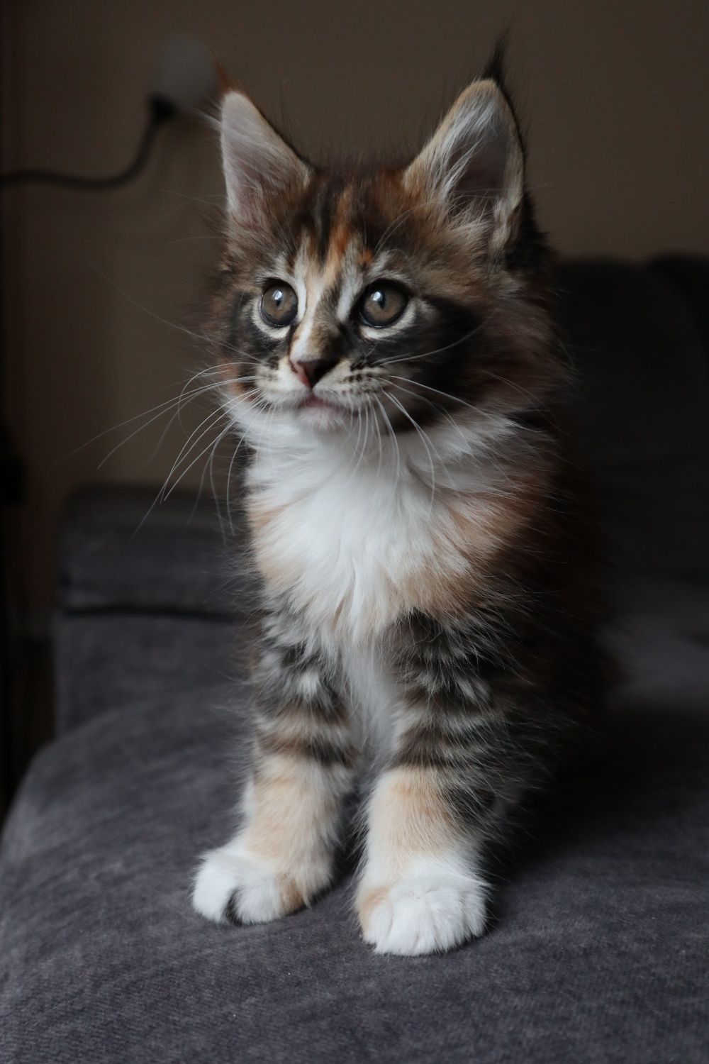 Gotowa do odbioru Kotka Maine Coon z rodowodem FPL