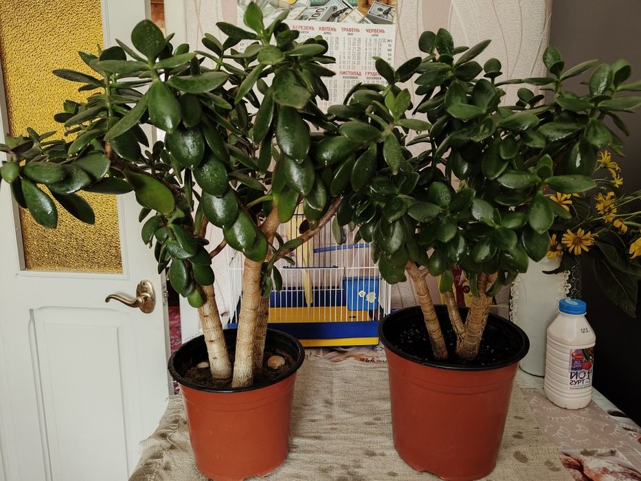 Продам комнатное растение денежное дерево