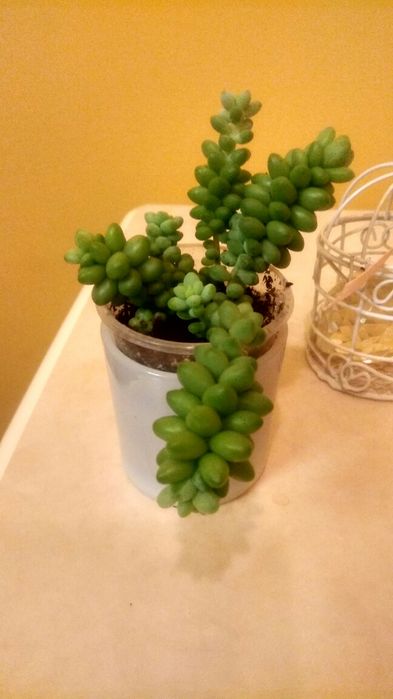 Сукулент седум буріто Sedum burito, красула овата блу бірд