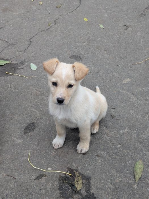 Щеня хлопчик Бублик шукає родину