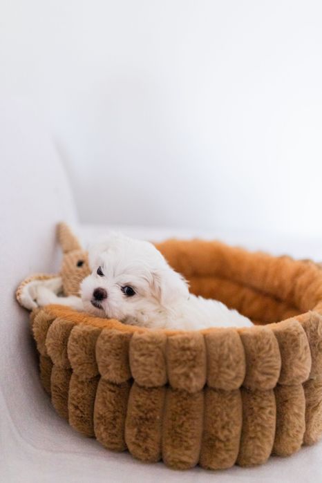 Maltańczyk z rodowodem i chipem / Gotowy do odbioru