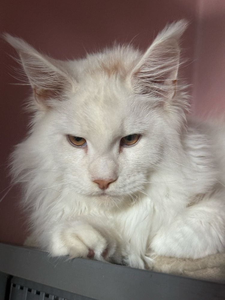 Kocurek maine coon